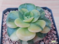 33h 니크셔나금 - 엑스플랜트