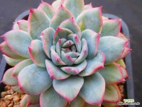 황홀한연꽃백금4538 - 엑스플랜트