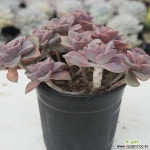 짚시 대품 3010516 - 엑스플랜트