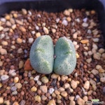 c. taylorianum(H4638) schlafkuppe klingharcdts 테일러리아눔 : 코노피튬 - 엑스플랜트