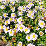 순희농장 해국 가을꽃 모종 보라색꽃 들꽃 야생화 3치 포트묘 20개 : 꽃 모종 - 엑스플랜트