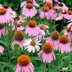 순희농장 에키네시아꽃 들꽃 야생화 오래피는 여름꽃 모종 3치 포트묘 20개 : 꽃 모종 - 엑스플랜트