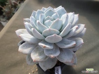 파라오19591 - 엑스플랜트