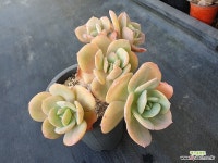 백봉 - 엑스플랜트