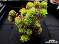 매직쨈골드 철화 1-287 - 엑스플랜트