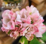 솔메이트 한국제라늄 꽃대 물었어요 : 공기정화식물 - 엑스플랜트