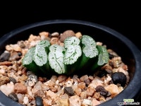 현무옥선 67-3 - 엑스플랜트