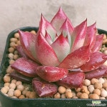 슈퍼오션 빨리보셔요 예뻐요 안전분째배송 0195 산아래다육이 - 엑스플랜트 슈퍼오션  빨리보셔요 예뻐요 안전분째배송  0195 산아래다육이... 