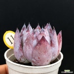 블랙사바스 - 엑스플랜트