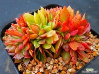 청전모란금,철화4944 - 엑스플랜트