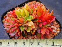 청전모란금,철화4944 - 엑스플랜트