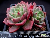 벨라도나 1-352 - 엑스플랜트
