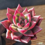 콩코드 - 엑스플랜트