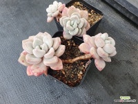 아모르파티 2set - 엑스플랜트