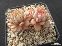 여우별 0118 - 엑스플랜트