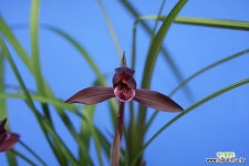 자홍색설화 유일품 - 엑스플랜트