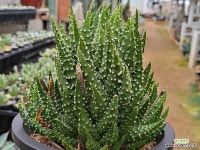 스타워즈 101-3207 - 엑스플랜트