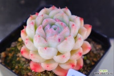 캐롤리나1-816 - 엑스플랜트