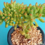 팔천대철화 - 엑스플랜트