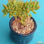 팔천대철화 - 엑스플랜트