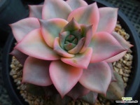 키메라금0123 - 엑스플랜트