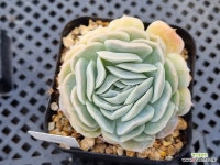 멕시코로즈 0125 - 엑스플랜트