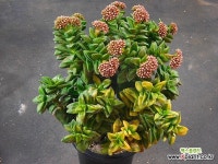 스프링타임금 (대품한몸묵은둥이,신동금) X012617 - 엑스플랜트