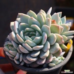 먼로 210126 - 엑스플랜트