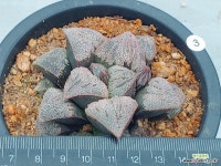 핑크뷰티 3 - 엑스플랜트