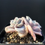 러블리로즈 잎변이 쌍두 - 엑스플랜트