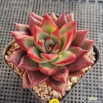 콩코드 - 엑스플랜트