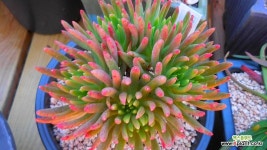 파키포리아012969 - 엑스플랜트