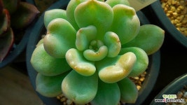 빌게이츠012905 : 다육식물 - 엑스플랜트