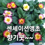 센세이션앵초/ 향기 정말 좋아요 : 넝쿨류 - 엑스플랜트