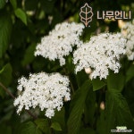 가막살나무 블루머핀 6치화분 나무언니 : 꽃나무 묘목 - 엑스플랜트