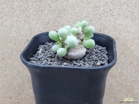 아프리카식물/오소나 클라비폴리아-3839 아프리카농장 : 아프리카식물(코덱스) - 엑스플랜트