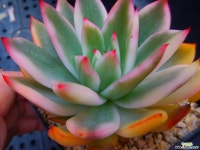 경산마리아금227 - 엑스플랜트