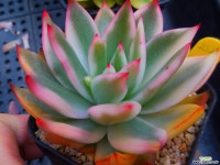 경산마리아금227 - 엑스플랜트