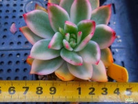 경산마리아금227 - 엑스플랜트