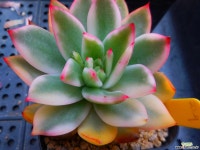 경산마리아금227 - 엑스플랜트