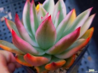 경산마리아금227 - 엑스플랜트