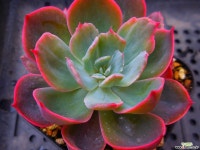 칠변화금58 - 엑스플랜트