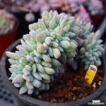먼로철화 900131 - 엑스플랜트
