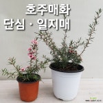 호주매화/ 단심.일지매 : 공기정화식물 - 엑스플랜트
