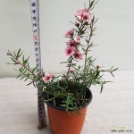 호주매화/ 단심.일지매 : 공기정화식물 - 엑스플랜트