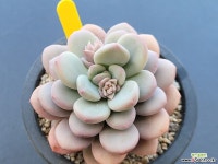 프라미스 0131 - 엑스플랜트