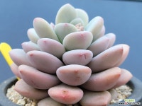 프라미스 0131 - 엑스플랜트