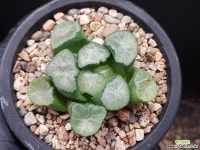 대경만상(중대묘) 52-157 - 엑스플랜트