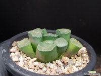 대경만상(중대묘) 52-157 - 엑스플랜트