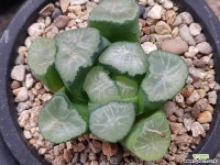 대경만상(중대묘) 52-157 - 엑스플랜트